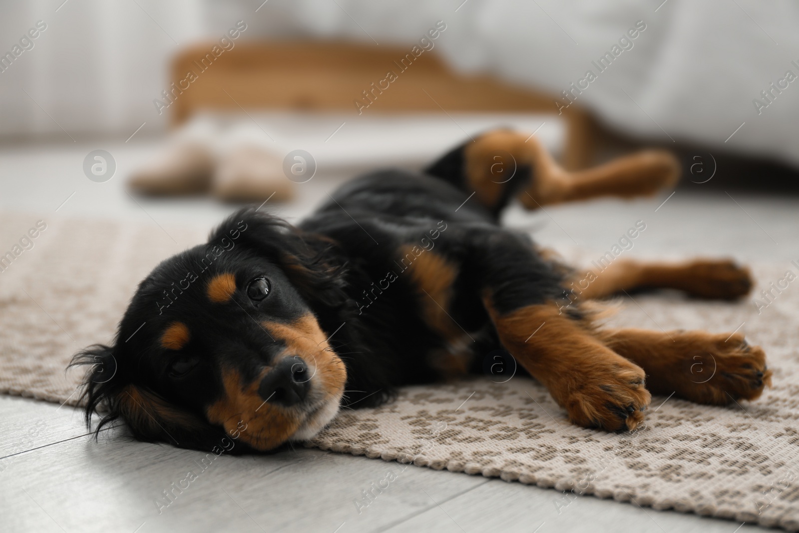 Photo of Cute dog relaxing on rug at home. Friendly pet