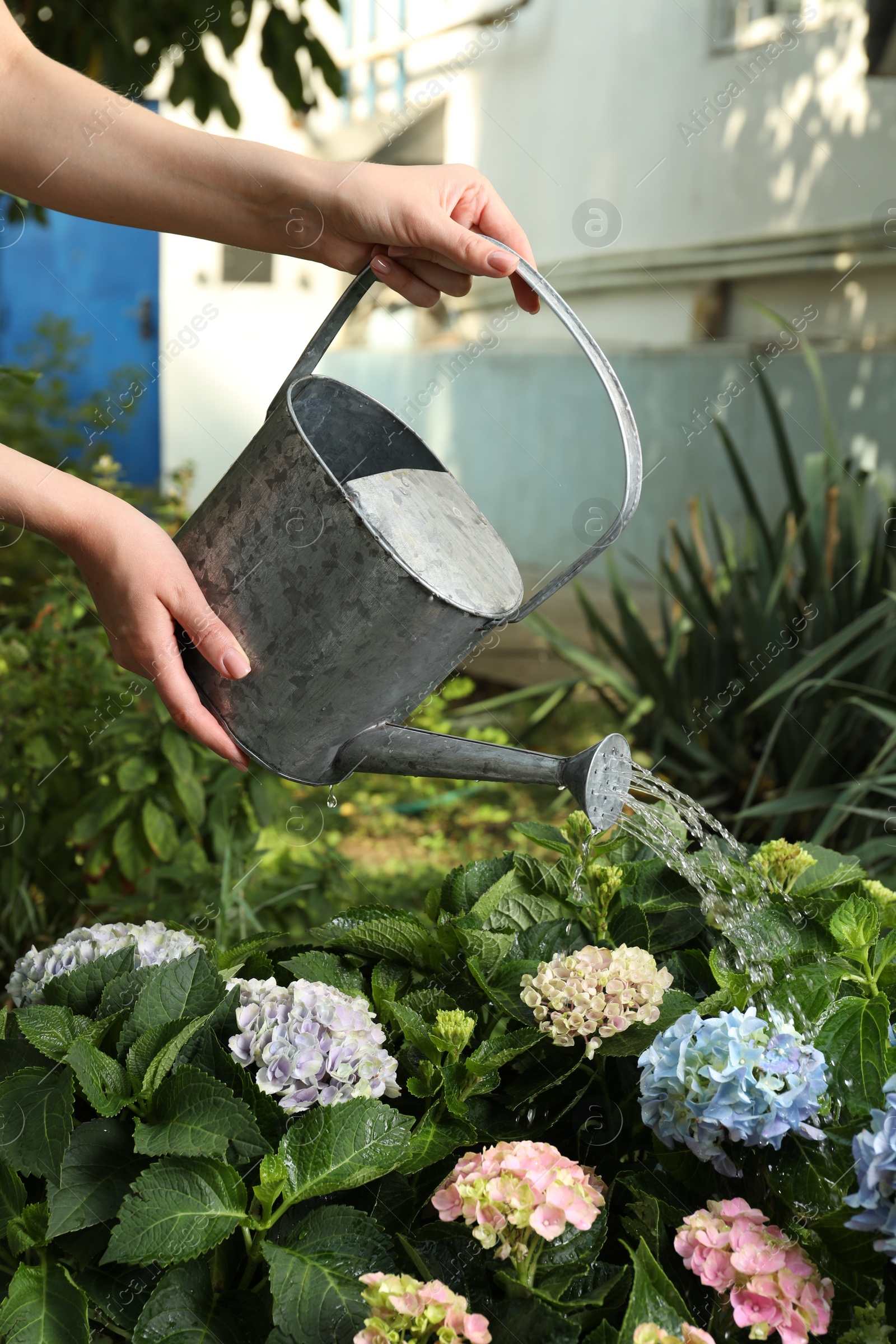 Photo of Woman watering beautiful blooming hortensia plants in garden, closeup