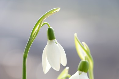 Photo of Blooming snowdrops on blurred background, closeup. First spring flowers