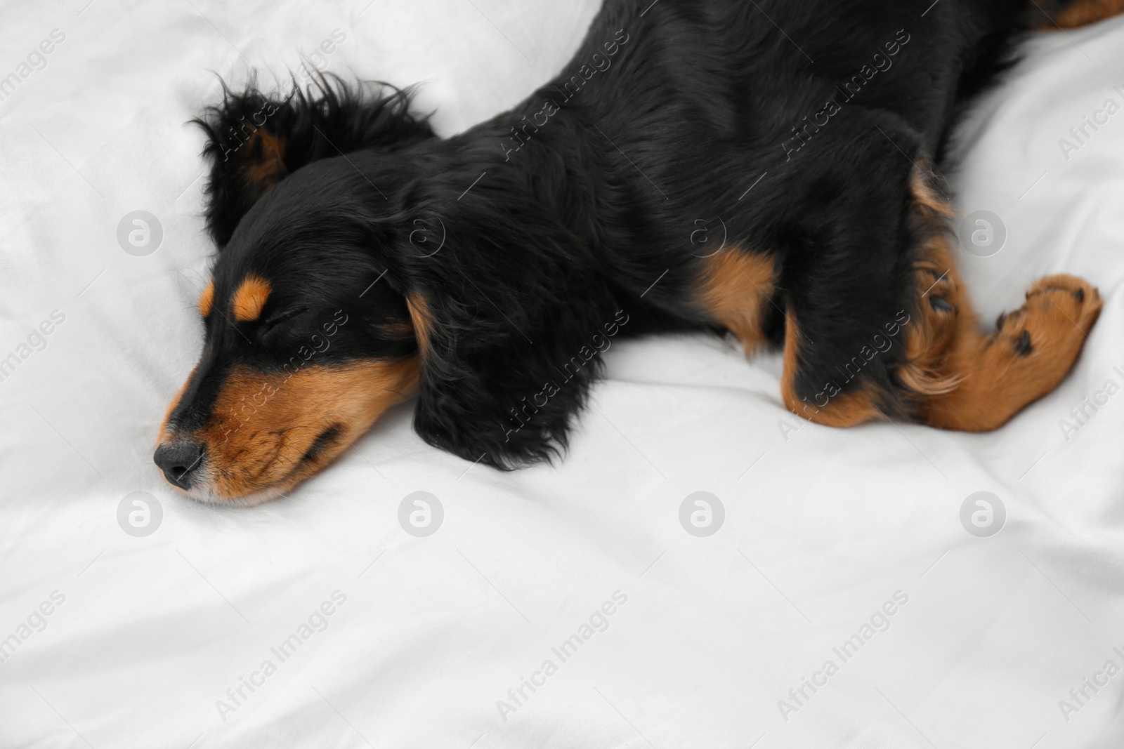 Photo of Cute dog relaxing on white fabric at home, above view. Friendly pet