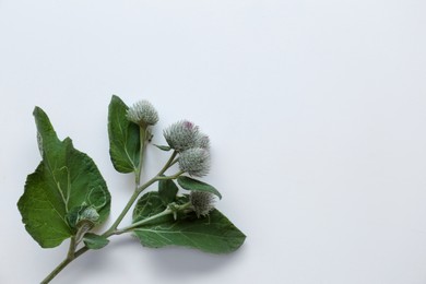 Photo of Fresh green burdock leaves and flowers on white background, top view. space for text