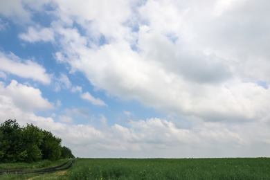 Beautiful green field under sky with clouds