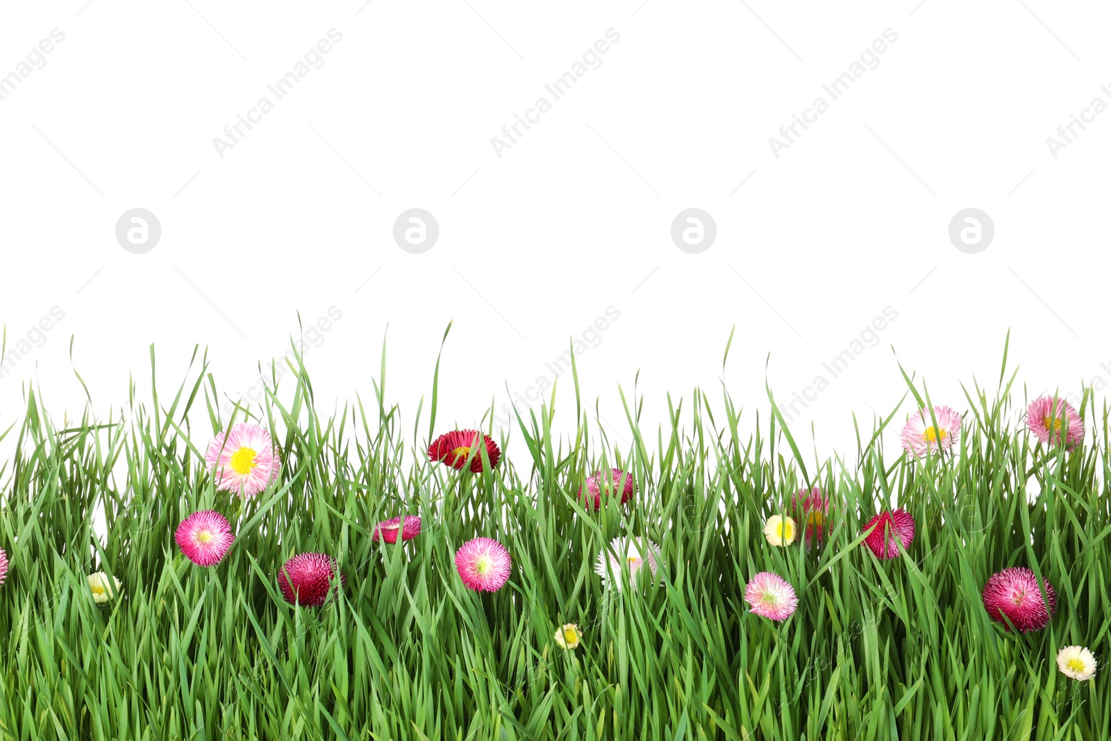 Photo of Vibrant green grass with beautiful flowers on white background