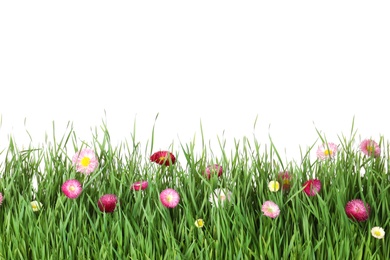 Vibrant green grass with beautiful flowers on white background