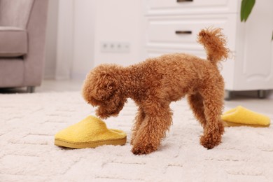 Photo of Cute Maltipoo dog near yellow slipper at home. Lovely pet