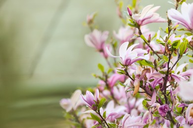 Photo of Magnolia tree with beautiful pink flowers outdoors, closeup. Space for text