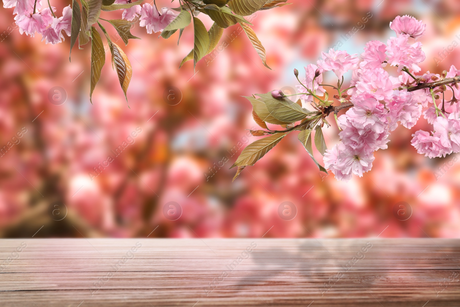 Image of Empty wooden surface and beautiful blossoming sakura tree on background