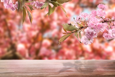 Empty wooden surface and beautiful blossoming sakura tree on background