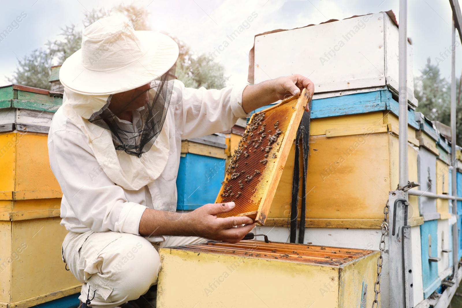 Photo of Beekeeper in uniform taking frame from hive at apiary. Harvesting honey