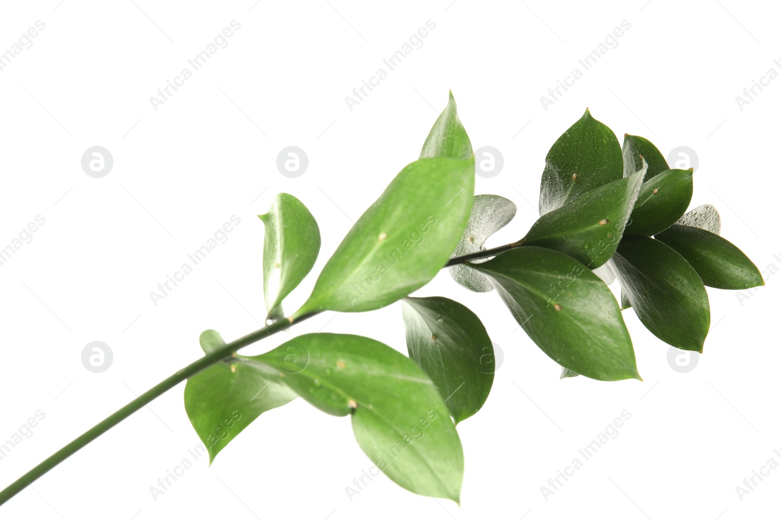 Photo of Branch with fresh green Ruscus leaves on white background