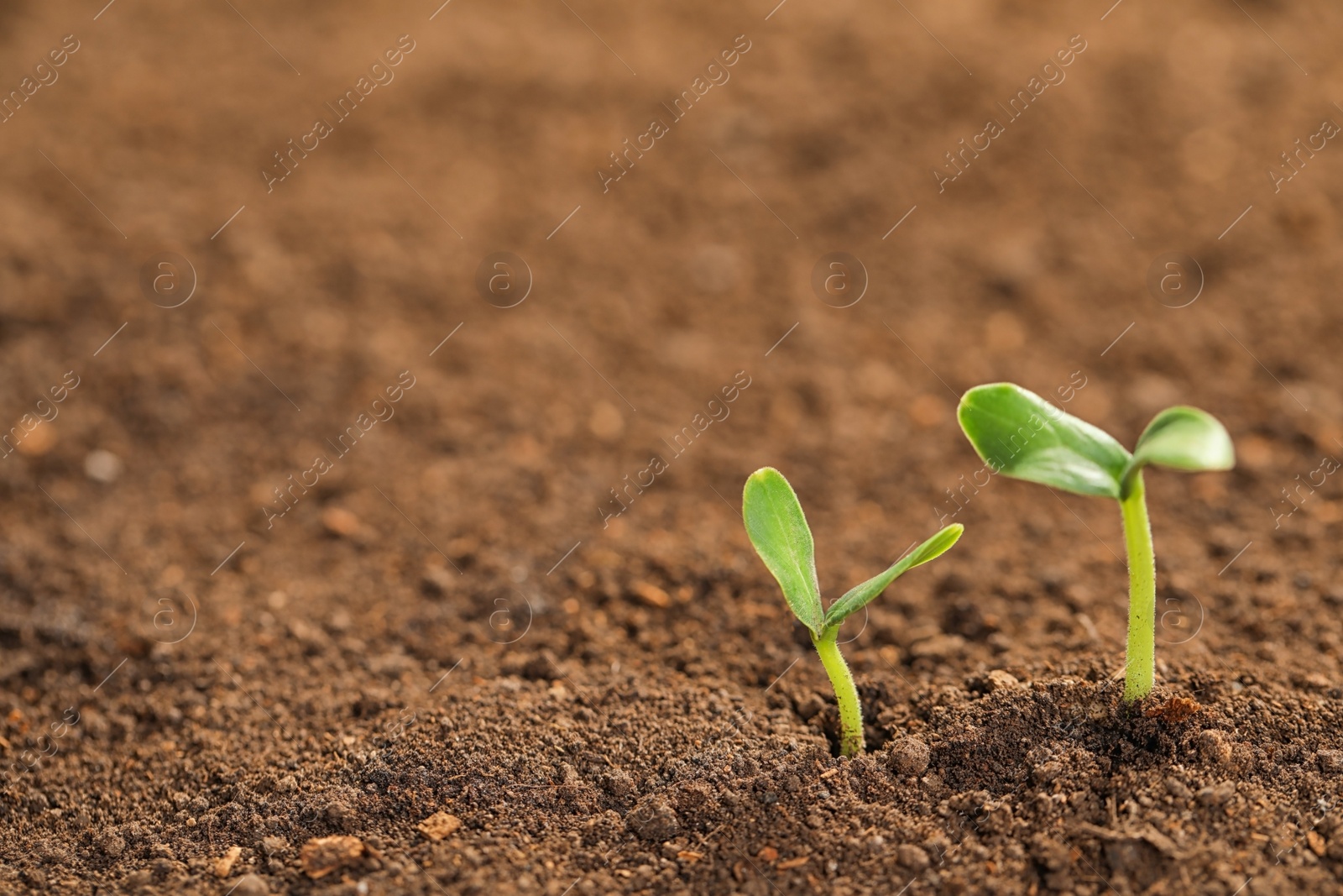 Photo of Little green seedlings growing in fertile soil. Space for text