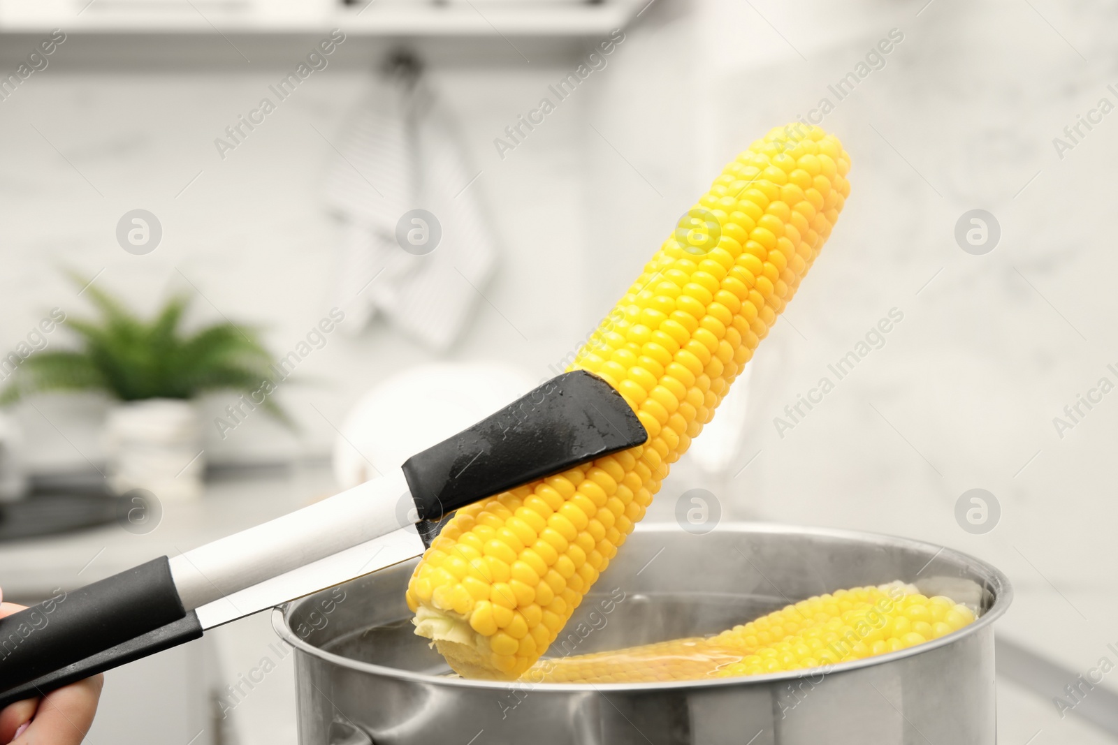 Photo of Taking boiled corn from pot with tongs in kitchen, closeup