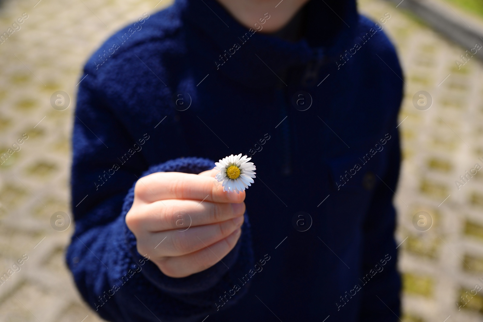 Photo of Woman holding beautiful chamomile flower outdoors, closeup