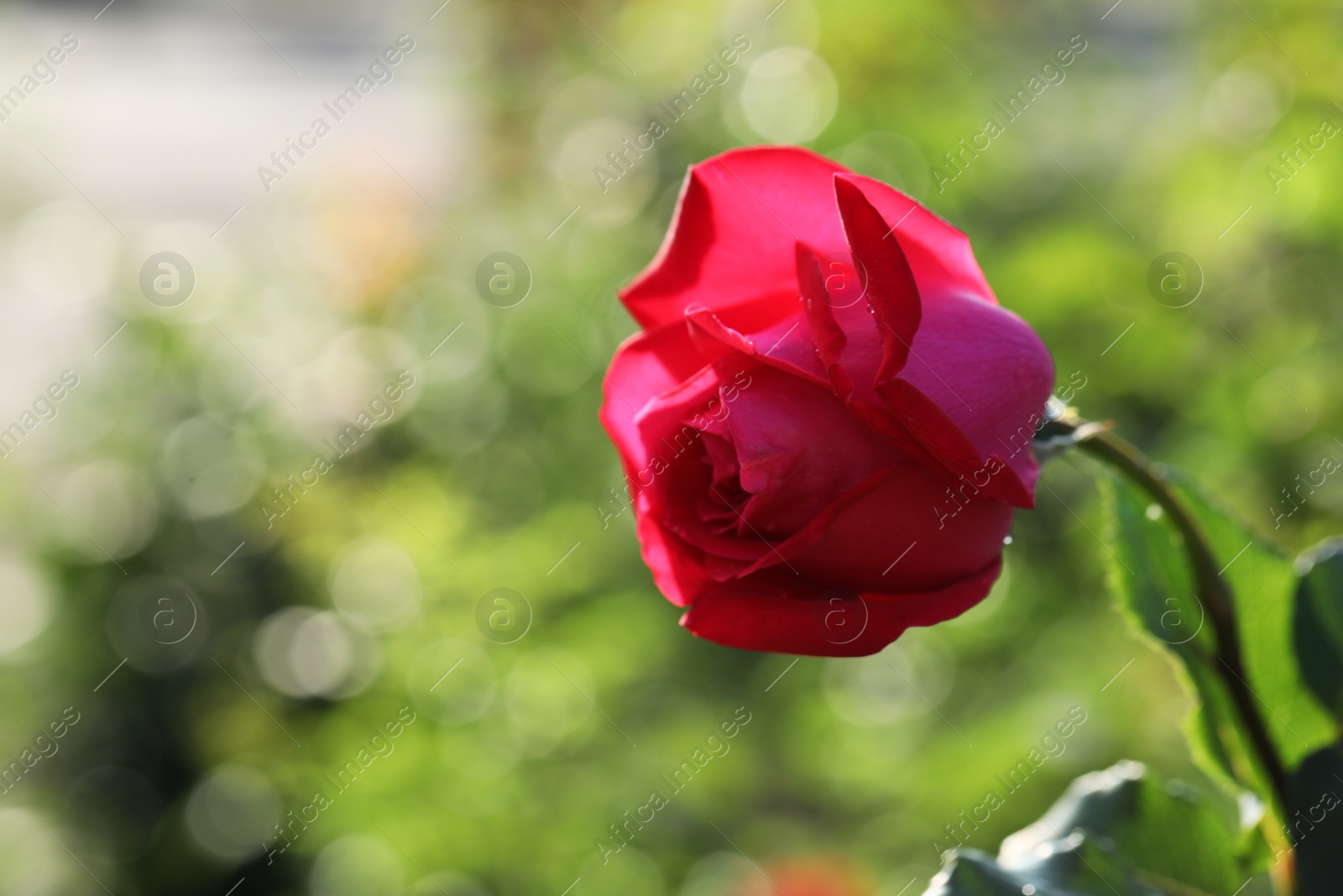 Photo of Beautiful blooming rose in garden on sunny day, closeup. Space for text