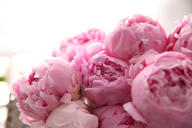 Photo of Closeup view of beautiful fresh pink peonies