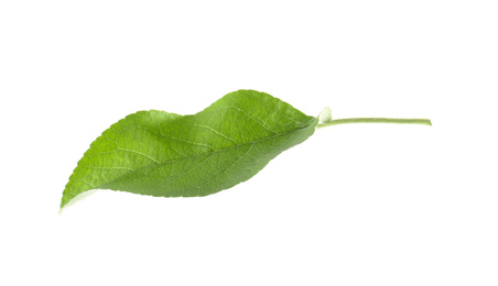 Photo of Green leaf of apple tree isolated on white