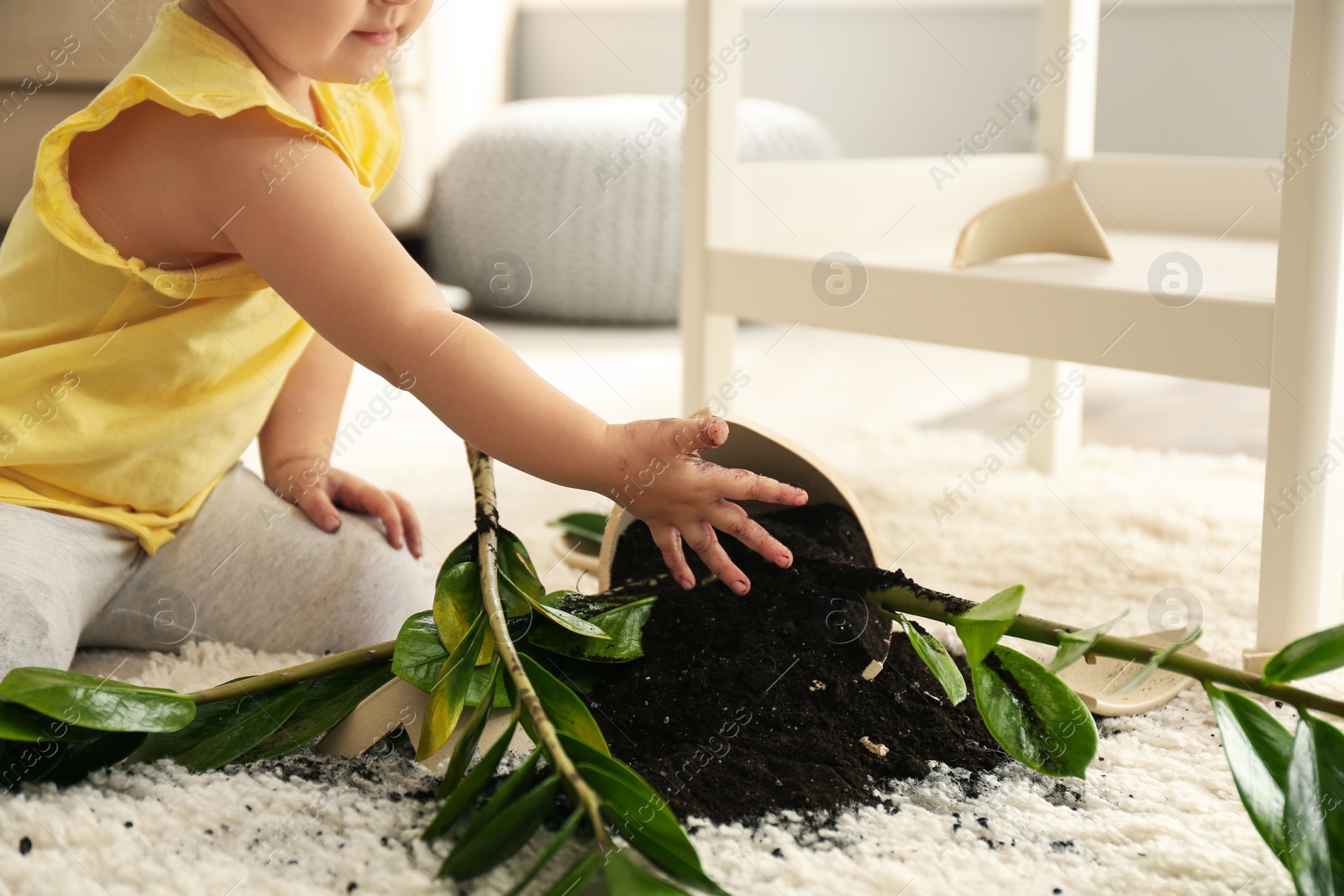 Photo of Little girl near houseplant and broken pot at home, closeup