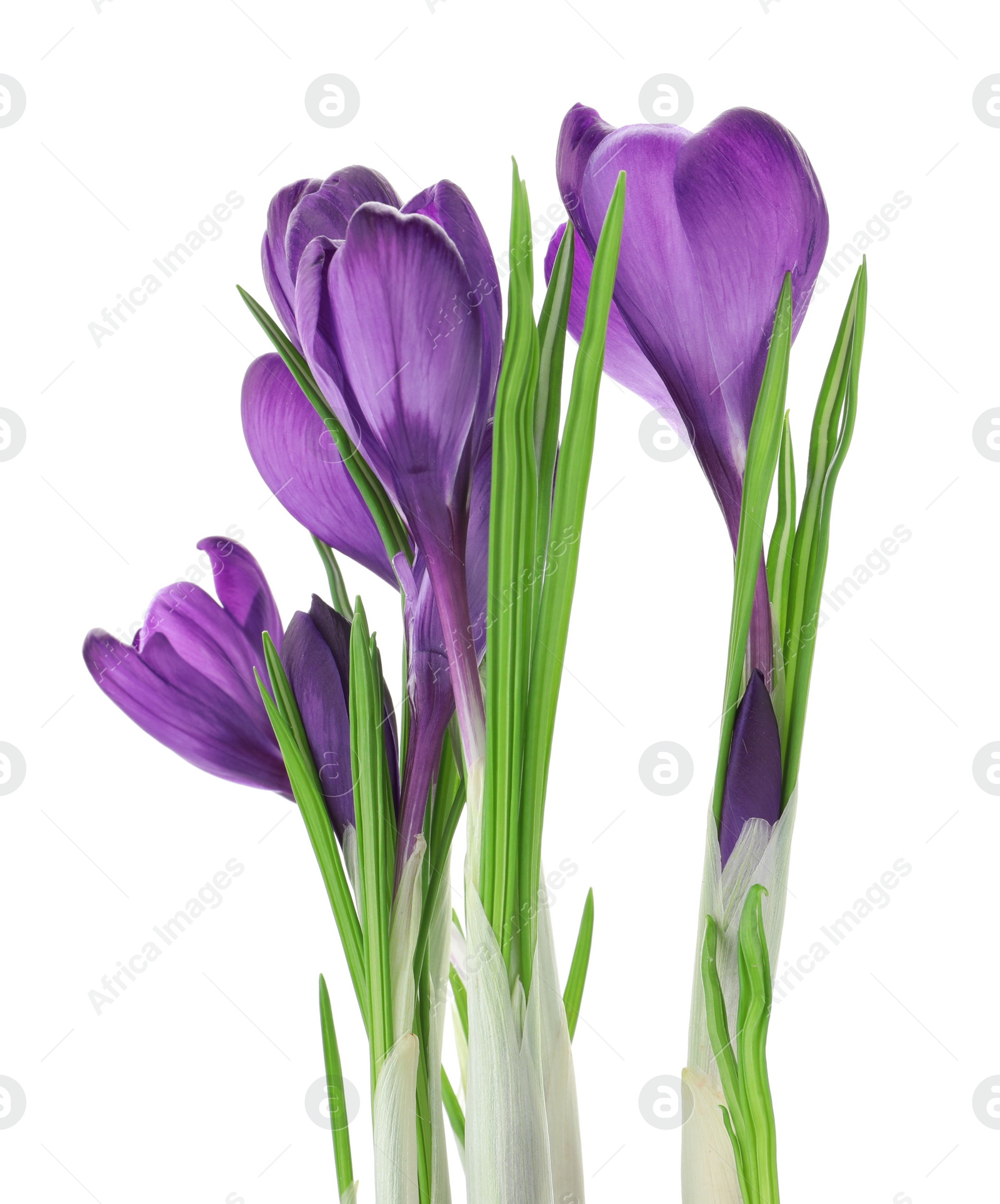 Photo of Beautiful purple crocus flowers isolated on white. Spring season