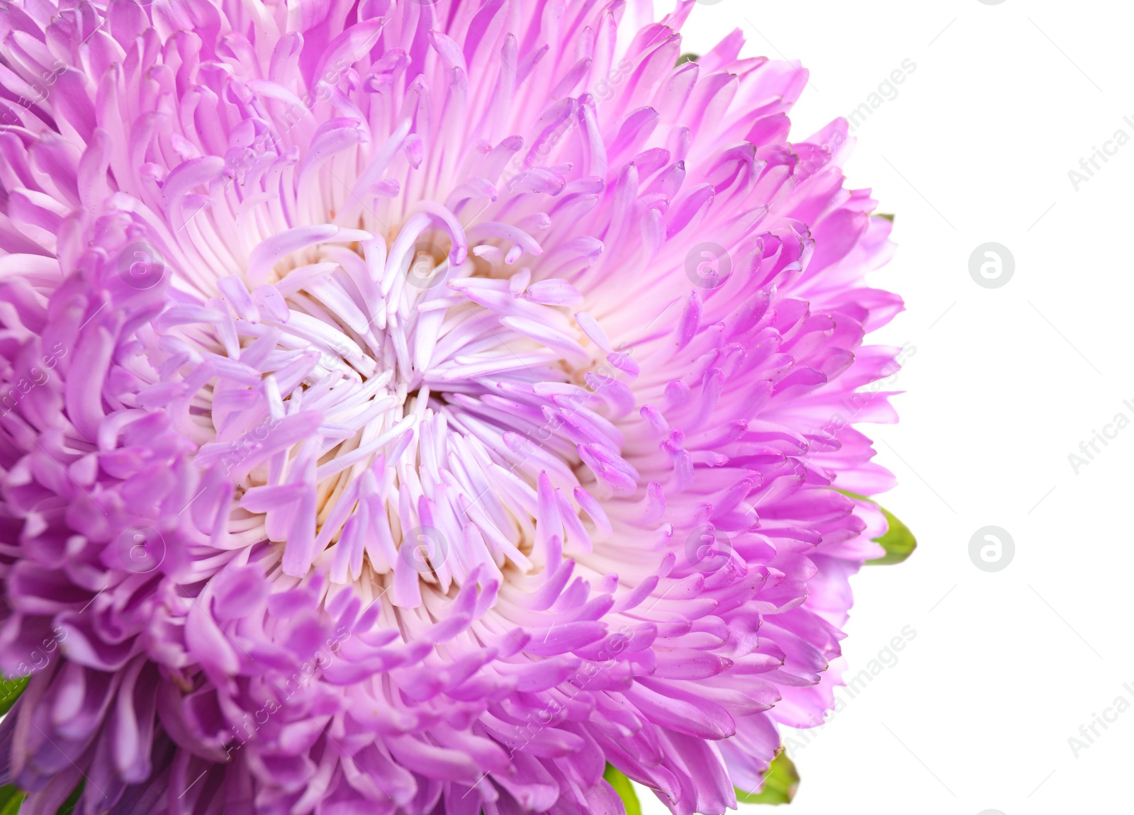 Image of Beautiful bright aster flower on white background, closeup