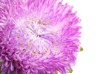 Beautiful bright aster flower on white background, closeup
