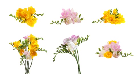 Image of Set of yellow and pink freesia flowers on white background