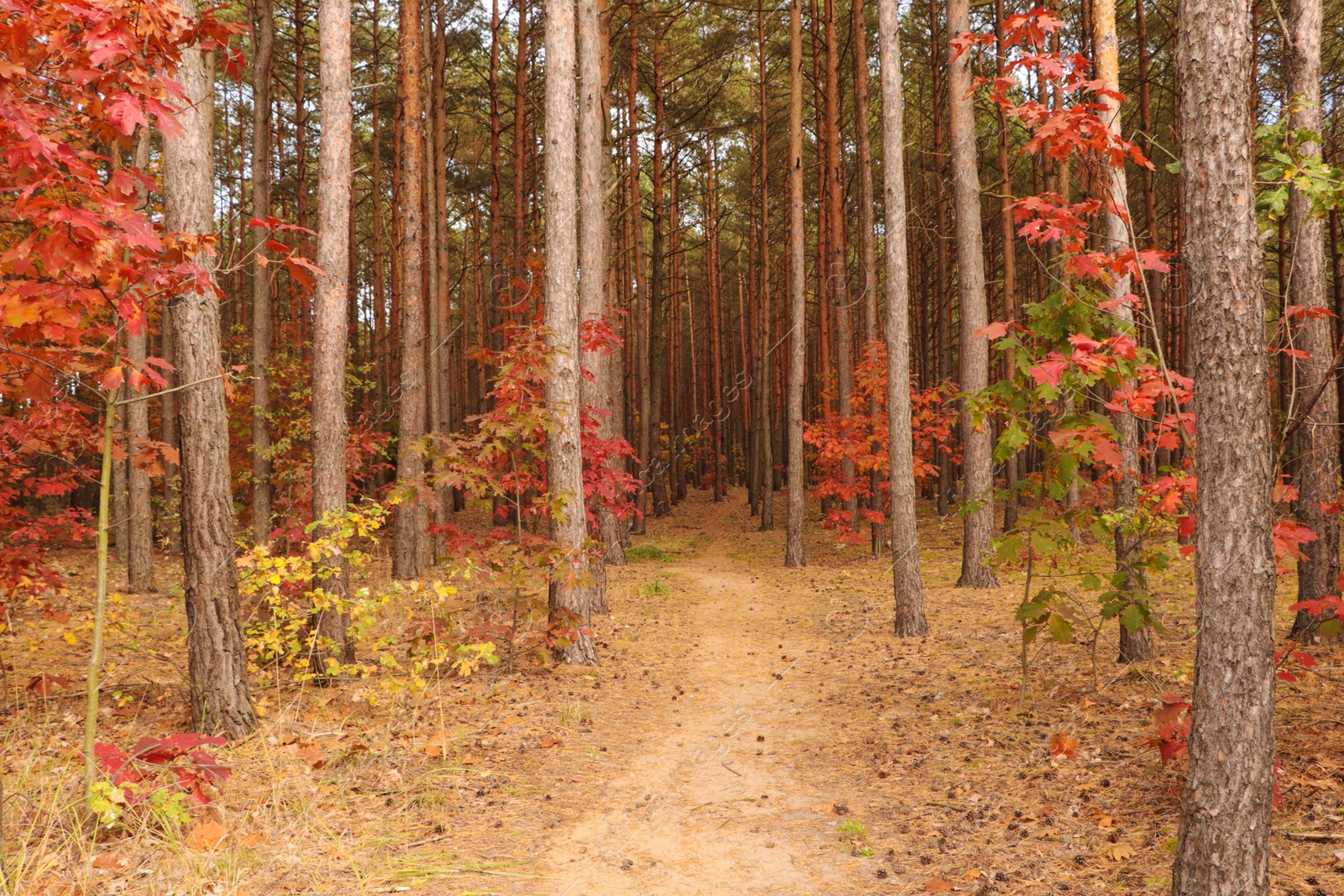 Photo of Trail and beautiful trees in forest. Autumn season