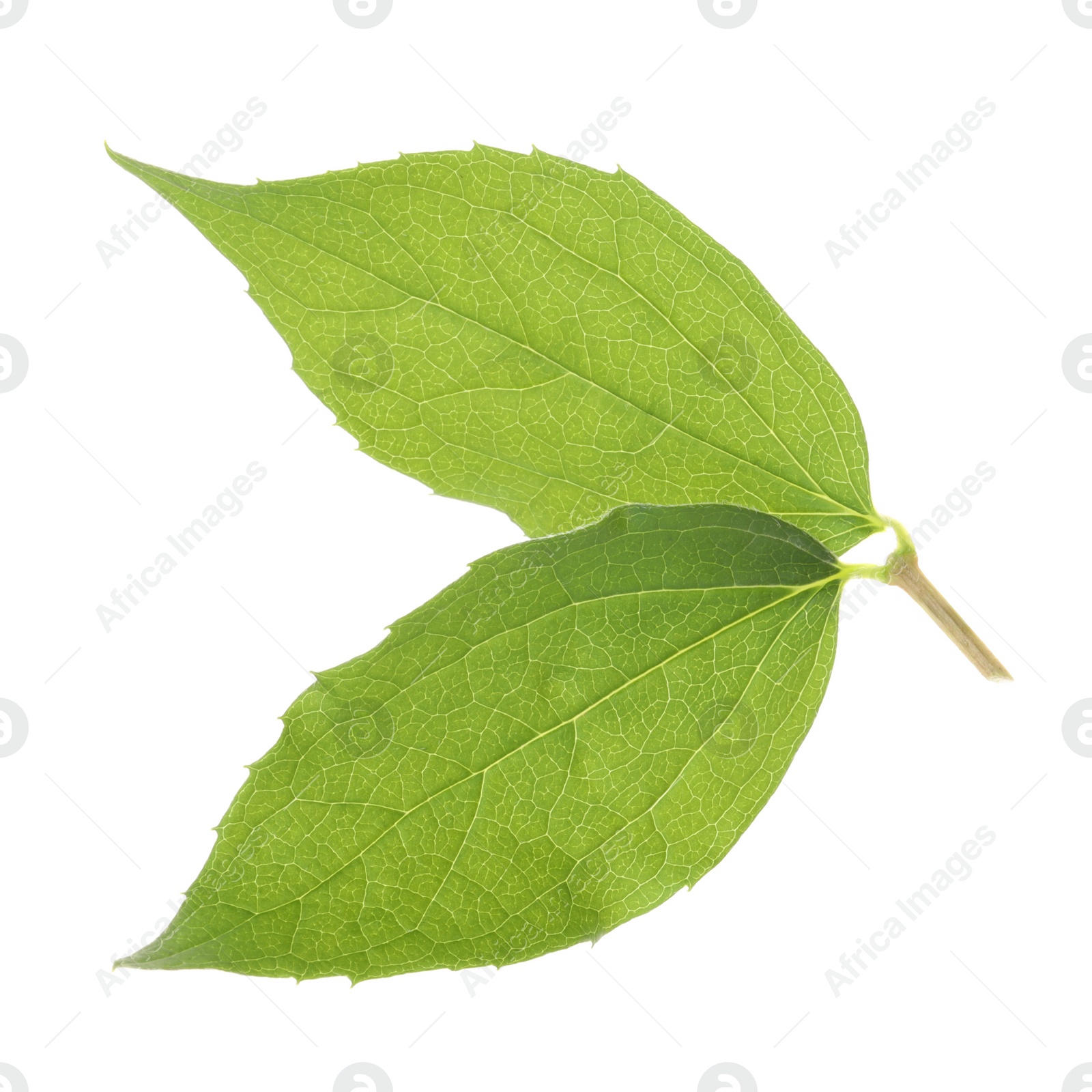 Photo of Fresh green jasmine leaves isolated on white