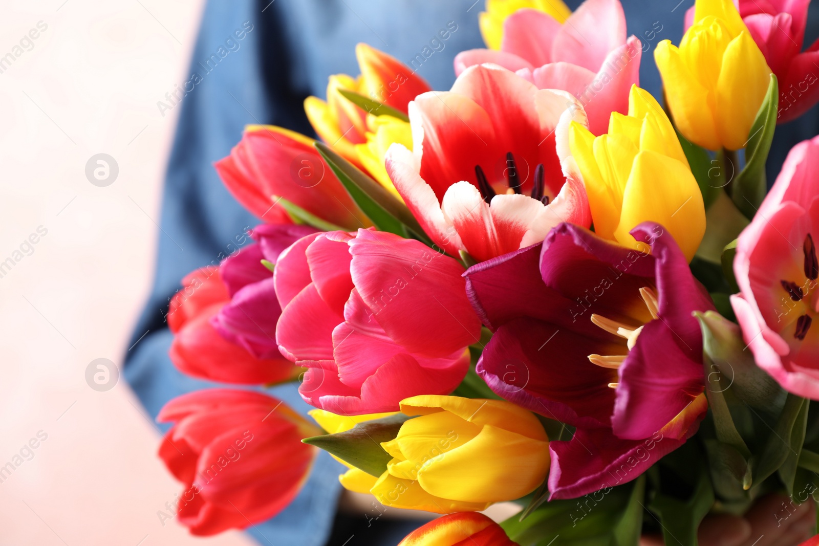 Photo of Woman holding beautiful spring tulips on light background, closeup