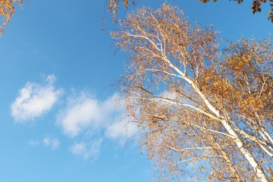 Photo of Beautiful tree with bright leaves against sky on autumn day, low angle view. Space for text