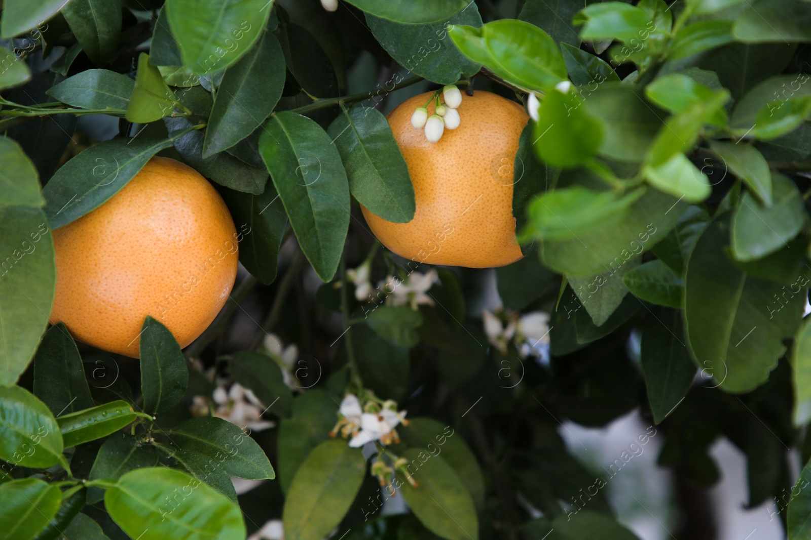 Photo of Ripening grapefruits and flowers growing on tree in garden