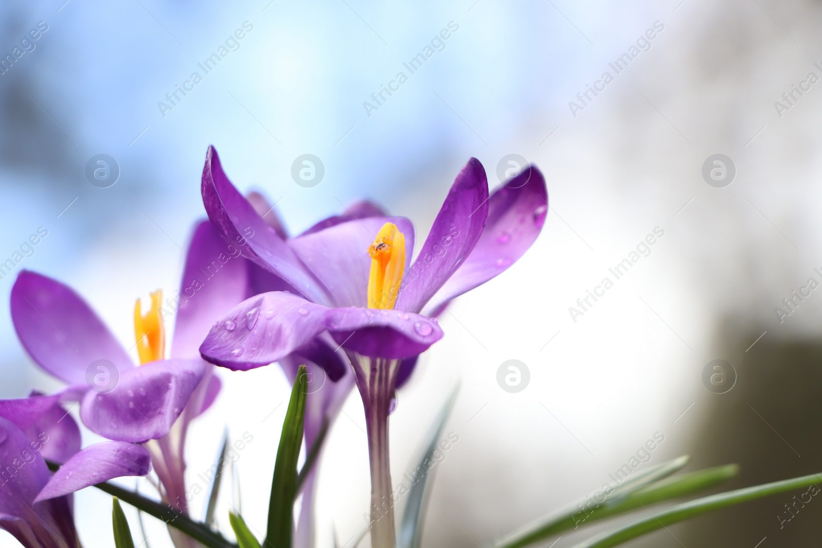 Photo of Fresh purple crocus flowers growing on blurred background