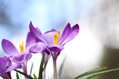 Photo of Fresh purple crocus flowers growing on blurred background