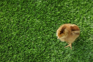 Photo of Cute chick on green artificial grass outdoors, above view with space for text. Baby animal