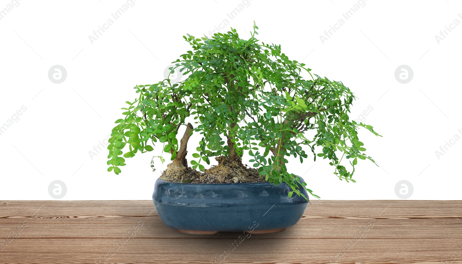 Image of Beautiful bonsai tree in pot on wooden table against white background. Banner design