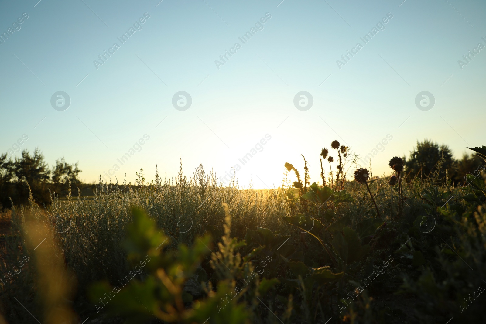 Photo of Beautiful field at sunrise. Early morning landscape