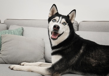 Photo of Cute Siberian Husky dog on sofa at home