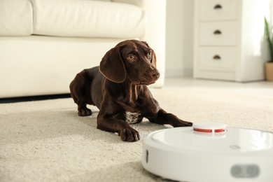 Modern robotic vacuum cleaner and German Shorthaired Pointer dog on floor indoors
