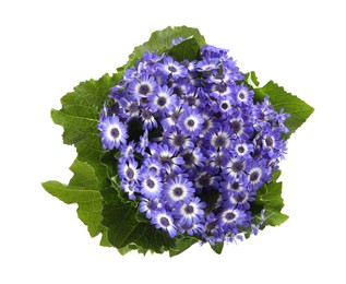 Photo of Beautiful purple cineraria flowers isolated on white, top view