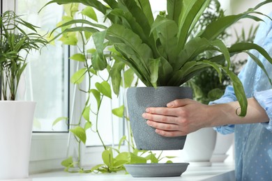 Woman holding pot with beautiful asplenium plant over windowsill indoors, closeup