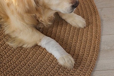 Photo of Cute golden retriever with bandage on paw at home, closeup
