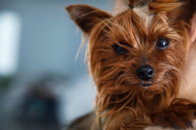 Photo of Adorable Yorkshire terrier indoors, closeup. Happy dog