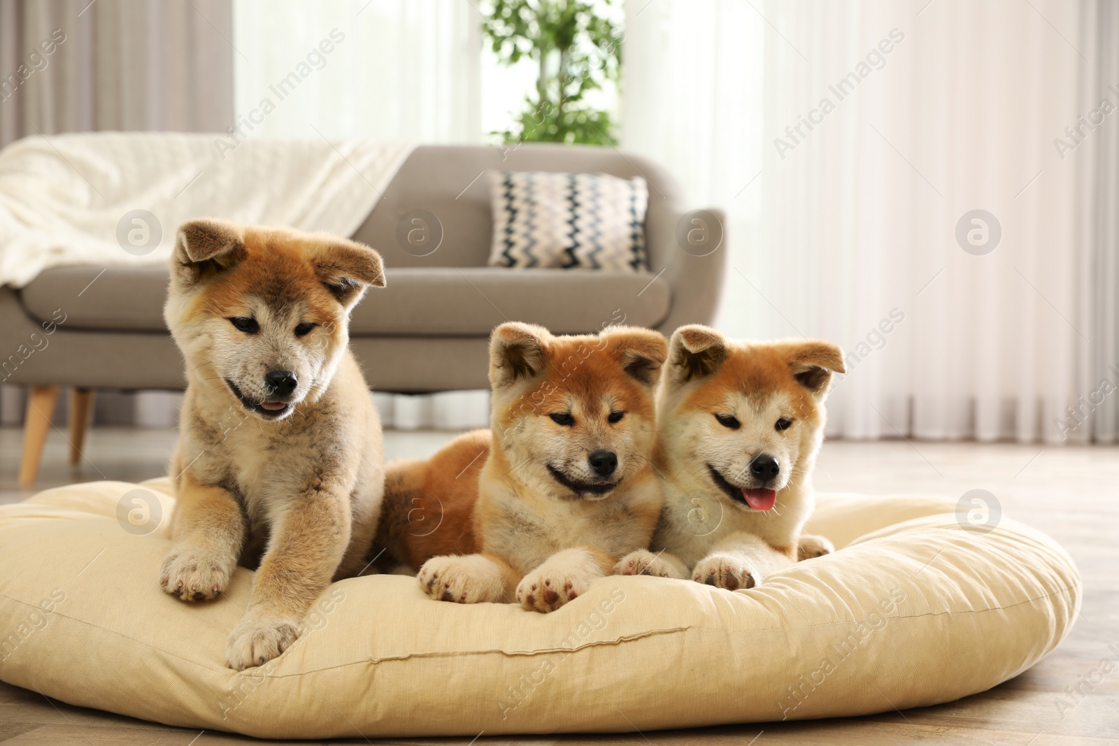 Photo of Cute akita inu puppies on pet pillow indoors