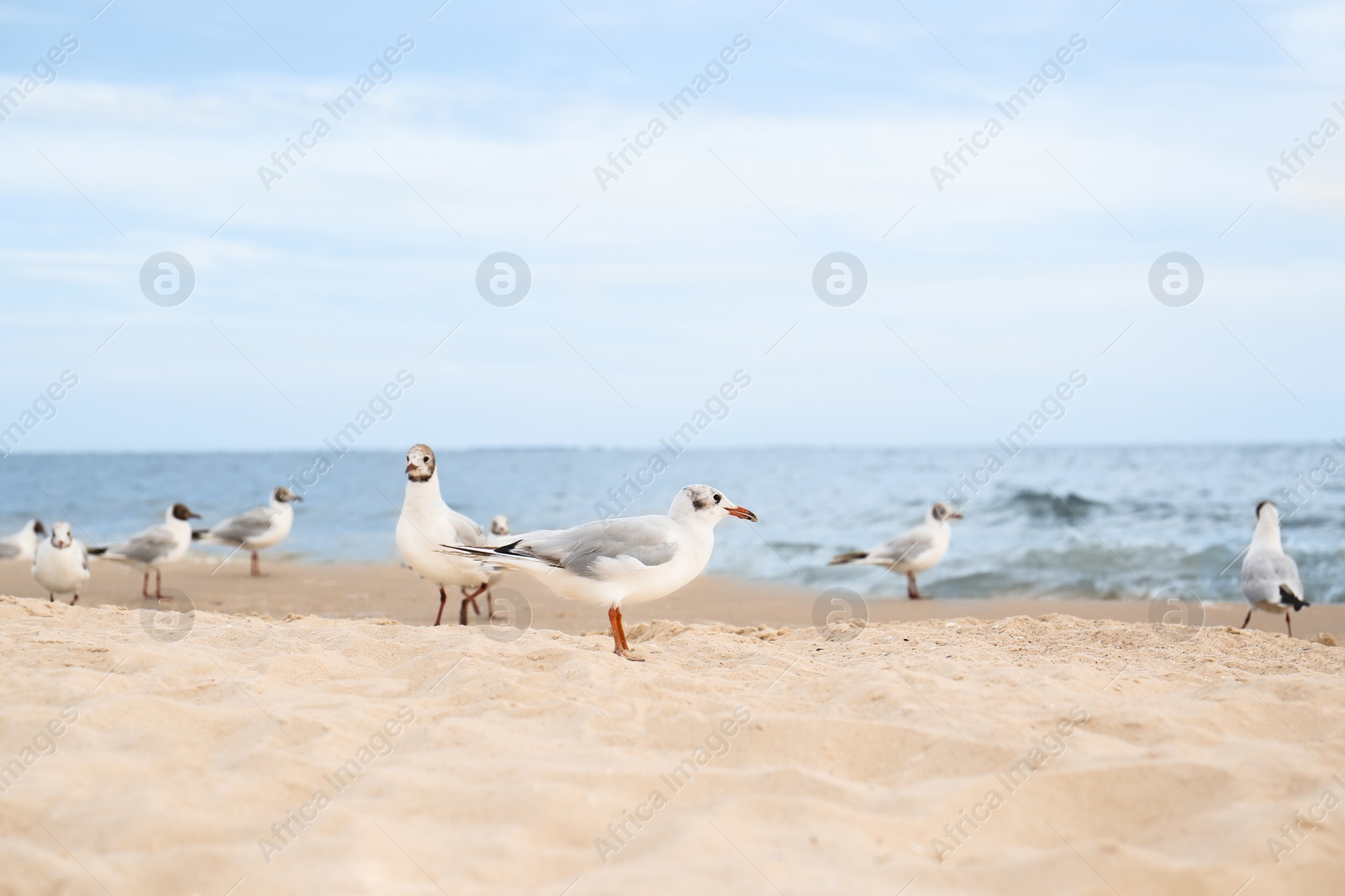 Photo of Beautiful sea coast with seagulls under blue sky