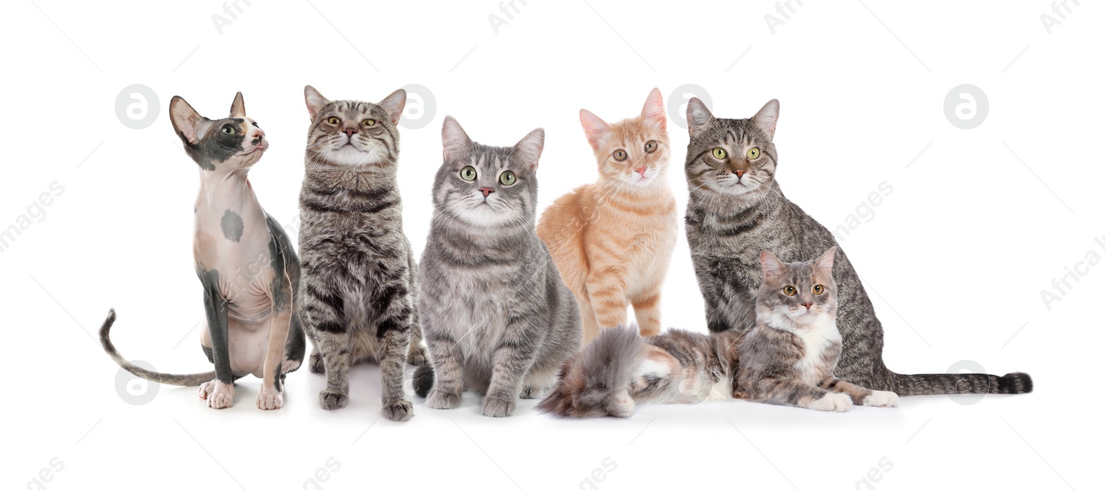 Image of Adorable cats on white background. Banner design