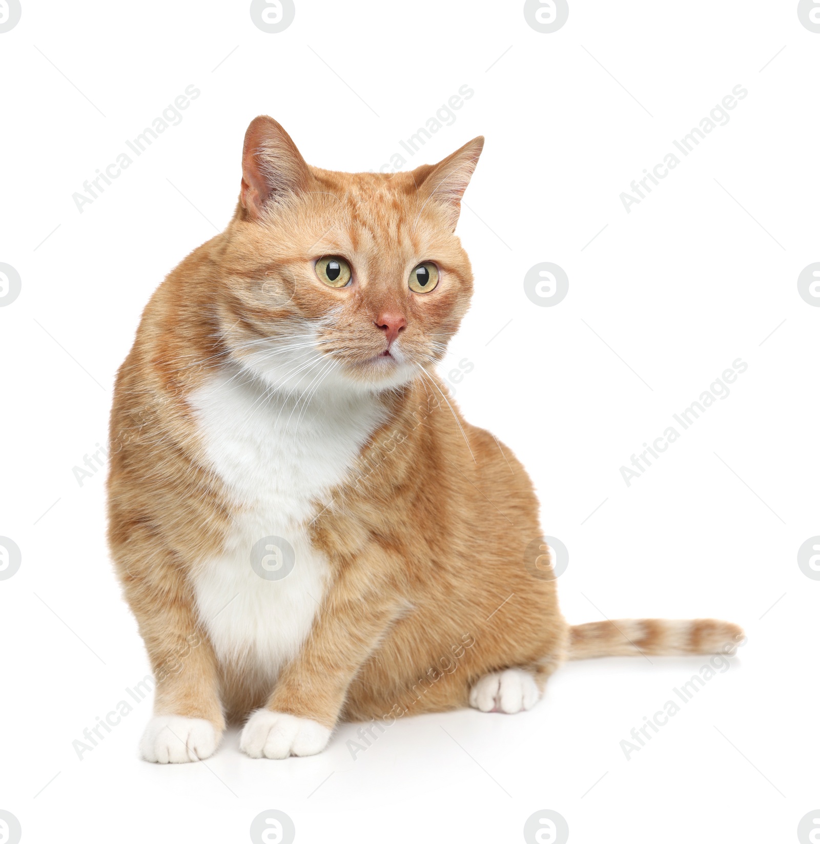 Photo of Cute ginger cat on white background. Adorable pet