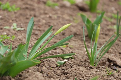 Daffodil plants growing in garden. Spring flowers