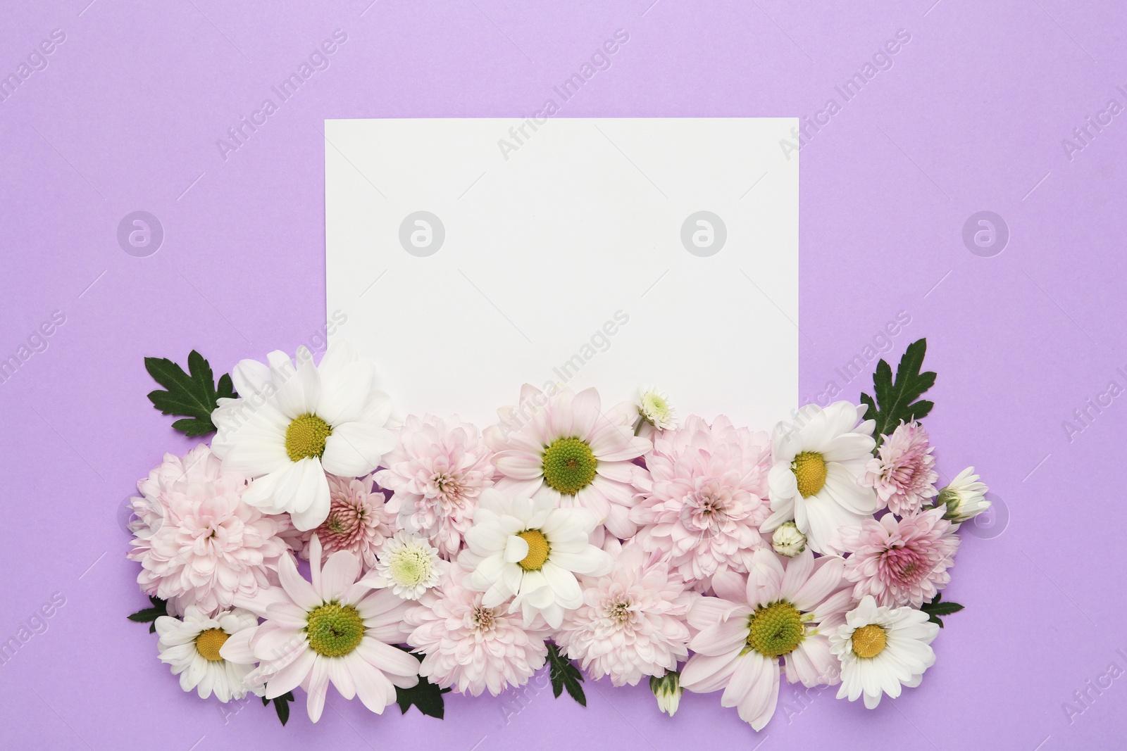 Photo of Beautiful chrysanthemum flowers and blank card on violet background, flat lay. Space for text