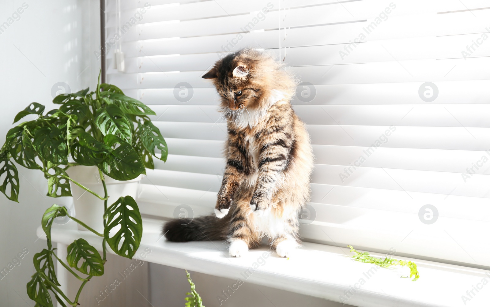 Photo of Adorable cat playing with houseplant on window sill at home