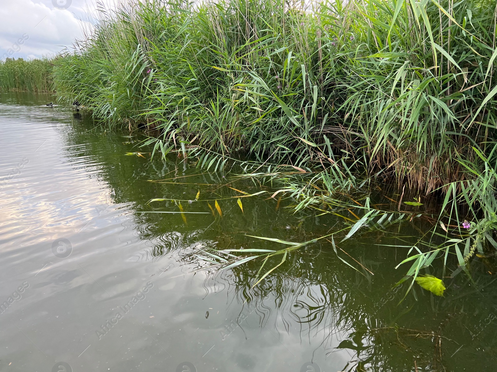 Photo of Picturesque view of river reeds and cloudy sky