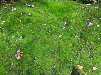 Photo of Bright moss on ground outdoors, above view